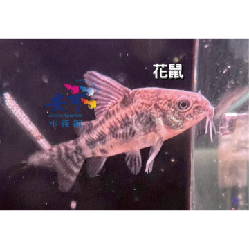 花鼠