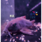 黑鼠 3.5~4公分