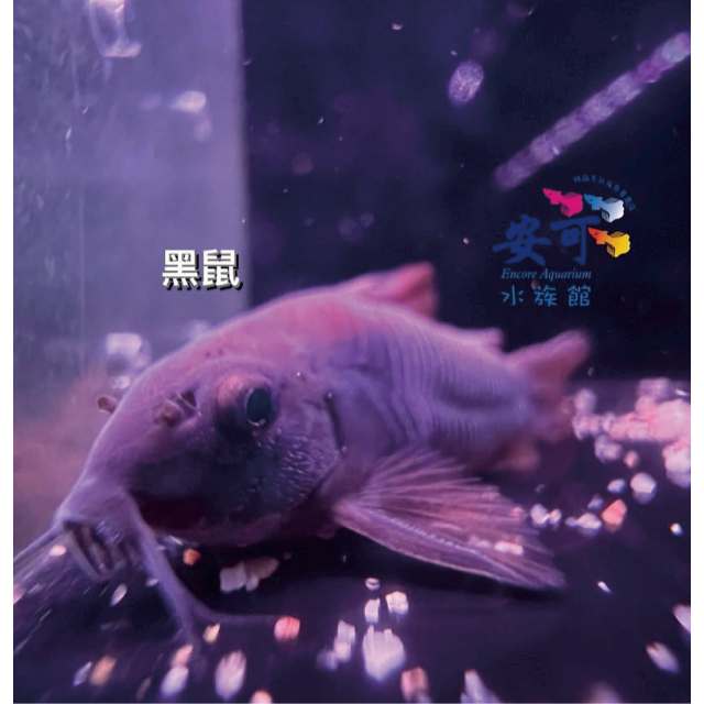 黑鼠 3.5~4公分