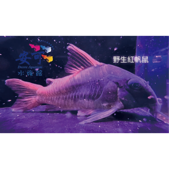 野生紅帆鼠