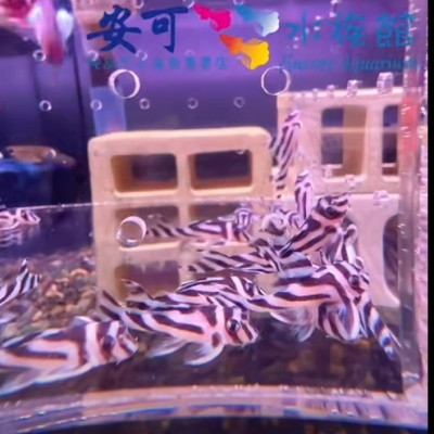 熊貓