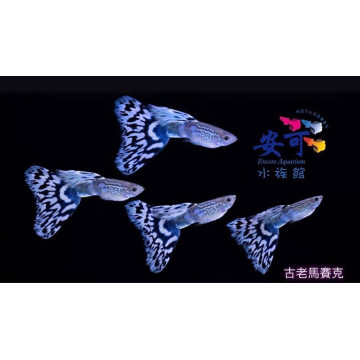 古老馬賽克(賽線)