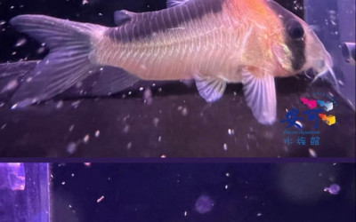 鼠魚現貨價目表 🐟高達60種