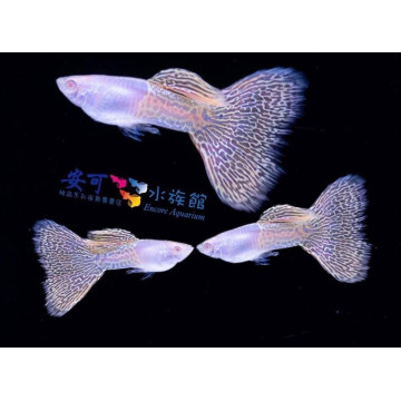 黃蛇王白子(賽線)