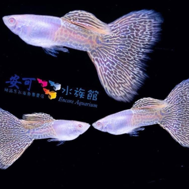 黃蛇王白子(賽線)