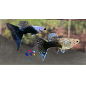 艾爾銀藍尾禮服