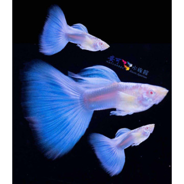 藍尾禮服白子(賽線)