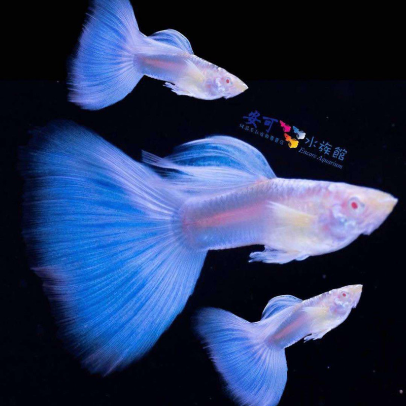 孔雀魚系列