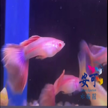 金粉