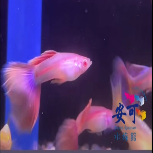 金粉