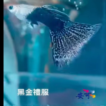 禮服黑金