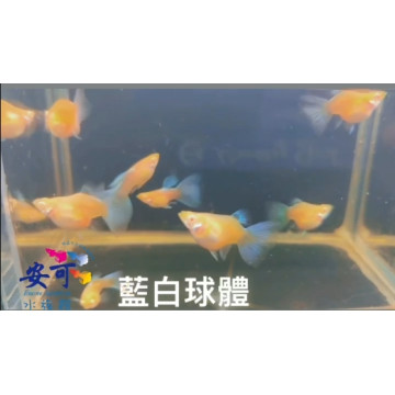 藍白球體