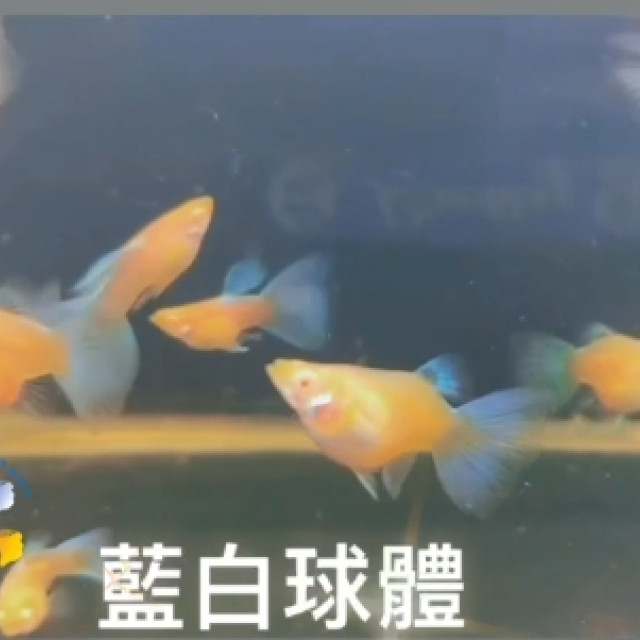 藍白球體