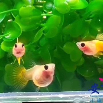 黃玻璃球