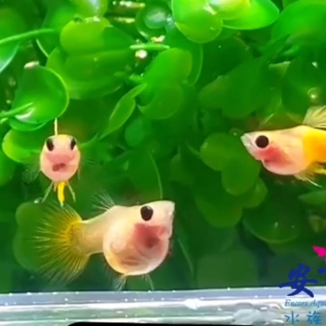 黃玻璃球
