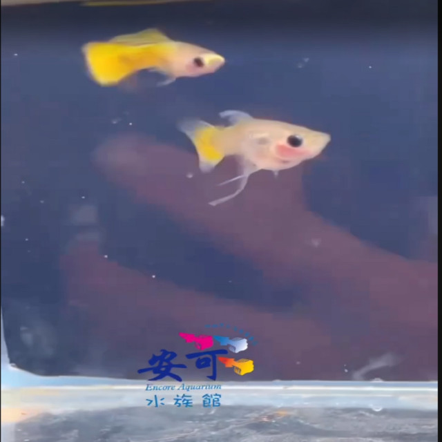 黃色玻璃球野生色短體緞帶