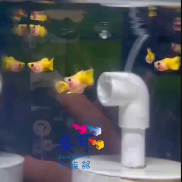 黃玻璃球野生色短體