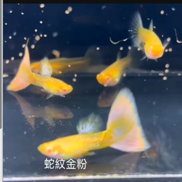 蛇蚊金粉
