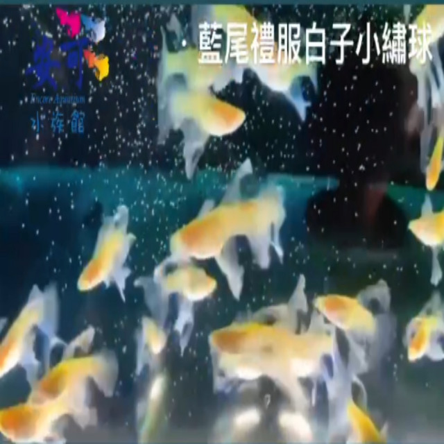 藍尾藍白子小繡球