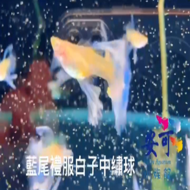 藍尾藍白子中繡球