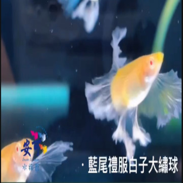 藍尾藍白子大繡球