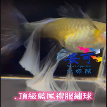 頂級藍禮服絨球