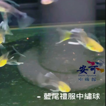 藍尾禮服中繡球