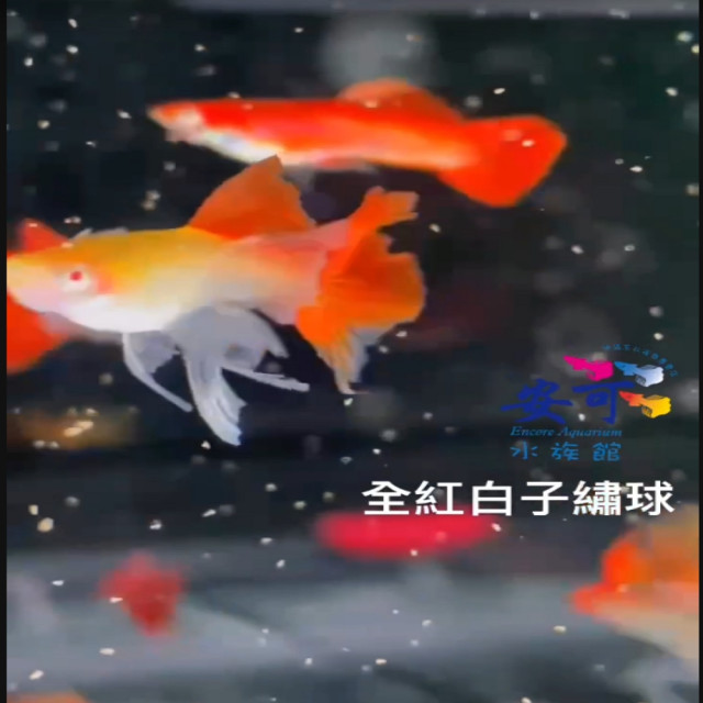 全紅白子繡球