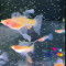 藍尾白子玻璃肚繡球