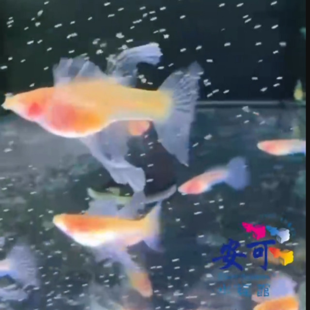 藍尾白子玻璃肚繡球