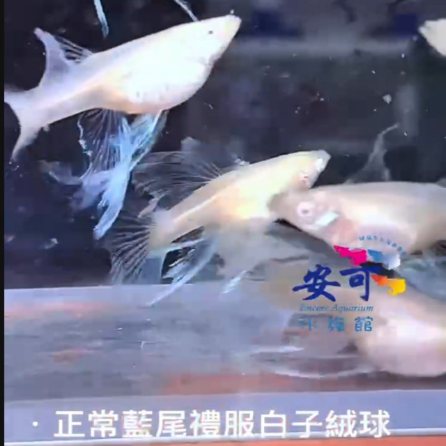 正常藍白絨球