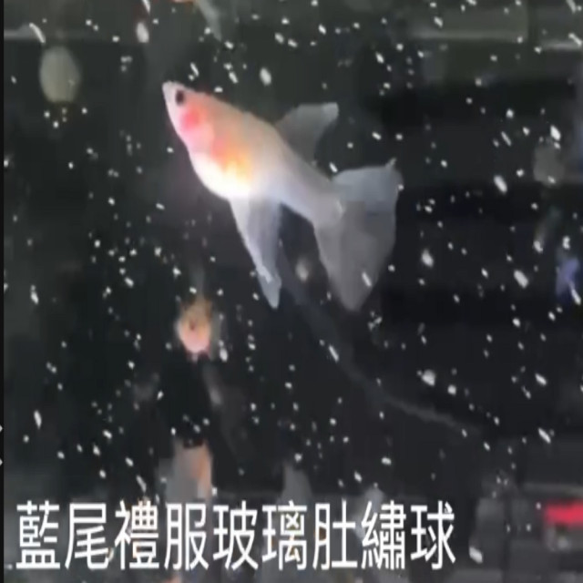 藍尾禮服玻璃肚繡球
