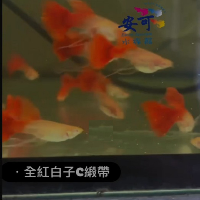 全紅白子 C