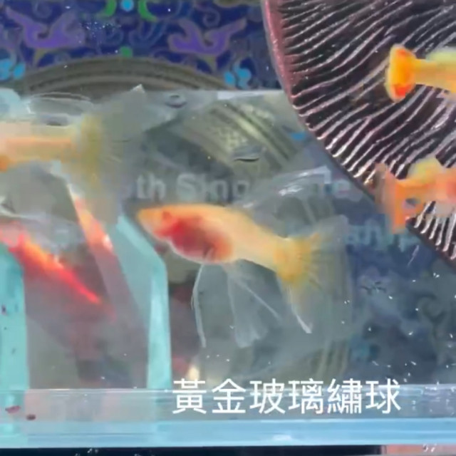 黃金玻璃繡球