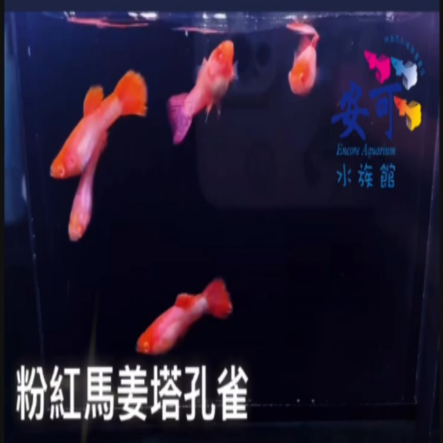 粉紅馬將塔