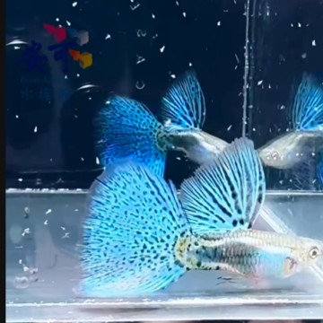 藍草尾硬骨大背