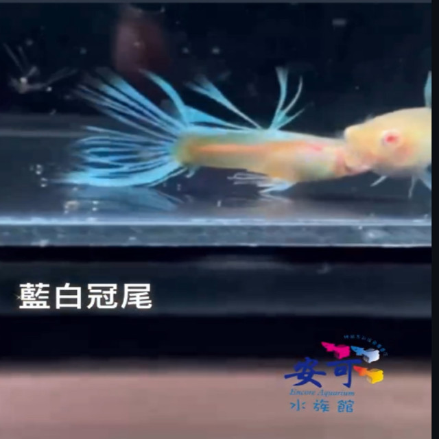 藍白冠尾
