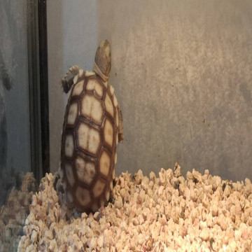 蘇卡達