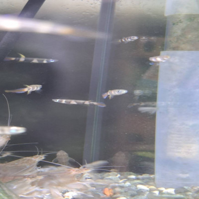 斑節鱂
