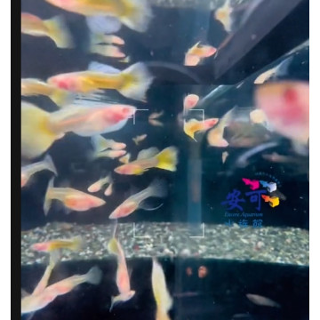 黃尾禮服白子玻璃肚
