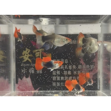 丹頂禮服