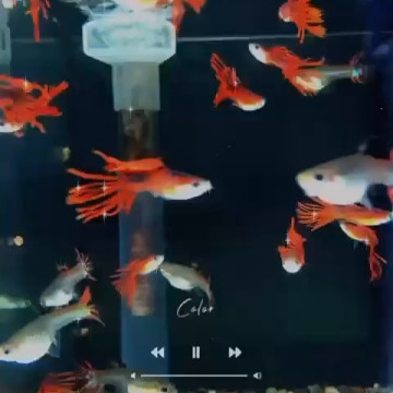 野生全紅冠尾