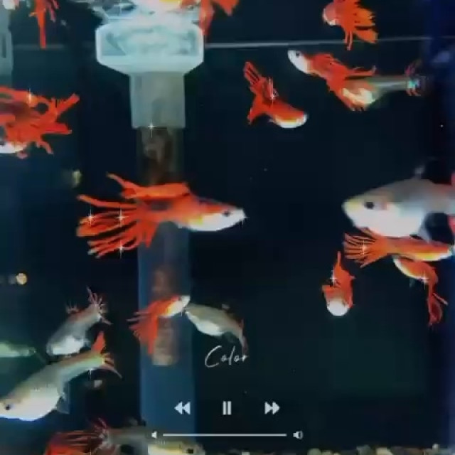 野生全紅冠尾