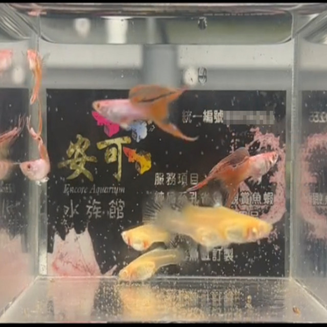 艾爾銀紅尾白子雙劍