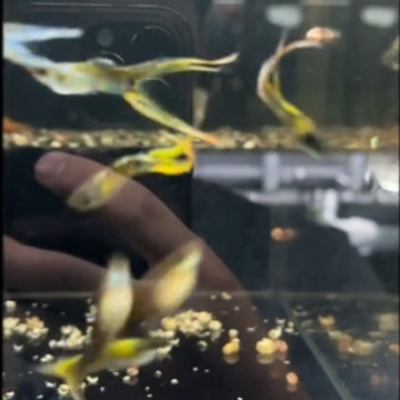 白金白子