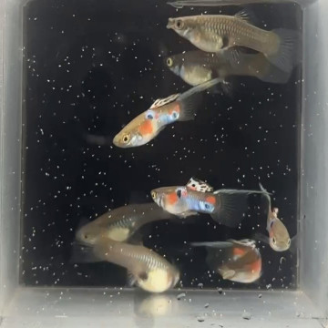 維也納頂劍