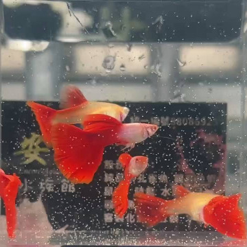 艾爾銀紅尾白子