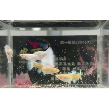全白白子