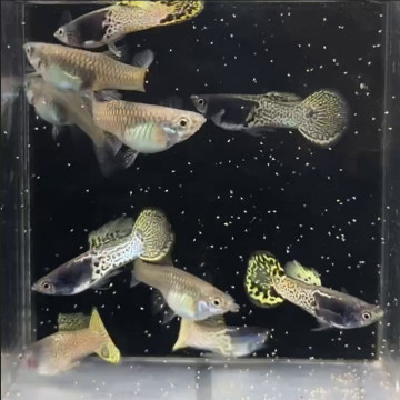 金屬黃蕾絲圓尾