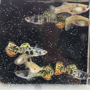 黃老虎圓尾